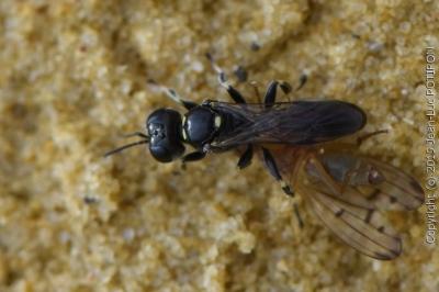 <i>Crossocerus varus</i>
