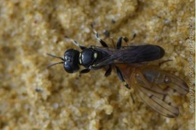 <i>Crossocerus varus</i>