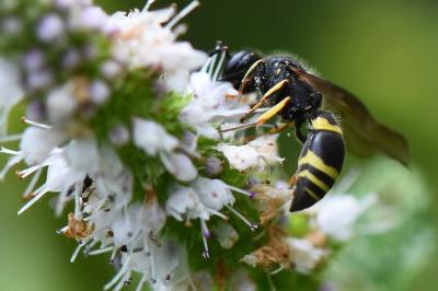 <i>Ancistrocerus trifasciatus</i>