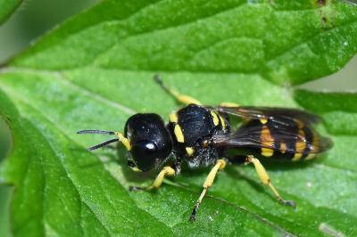 <i>Ectemnius continuus</i>
