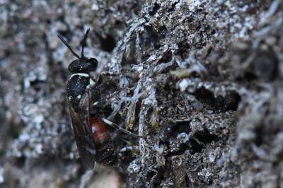 <i>Hylaeus variegatus</i>