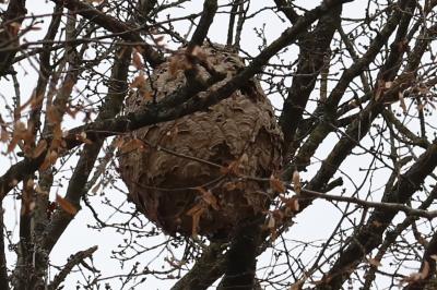 Frelon à pattes jaunes