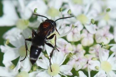 <i>Harpactus laevis</i>