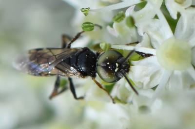 <i>Dryudella tricolor</i>