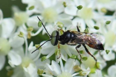 <i>Dryudella tricolor</i>