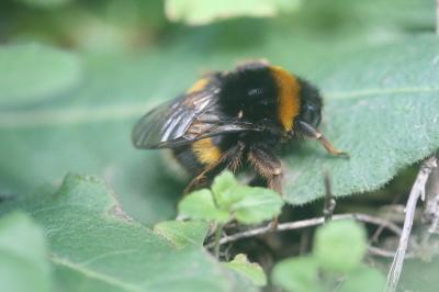 <i>Bombus terrestris/lucorum</i>