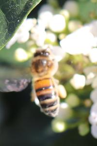 Abeille domestique