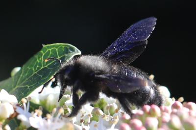 Xylocope violette