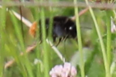 Bourdon des pierres