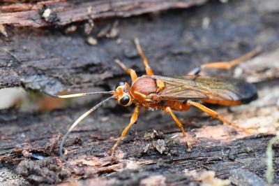 <i>Lymantrichneumon disparis</i>