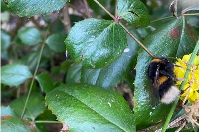 <i>Bombus terrestris/lucorum</i>