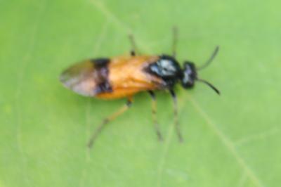 <i>Arge cyanocrocea</i>