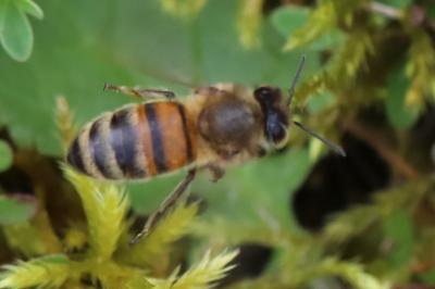Abeille domestique