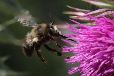 Anthophore à pattes plumeuses