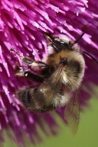 Anthophore à pattes plumeuses