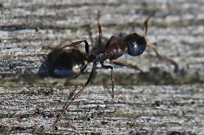 <i>Dolichoderus quadripunctatus</i>