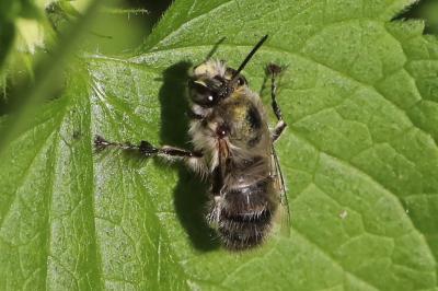 Anthophora plumipes