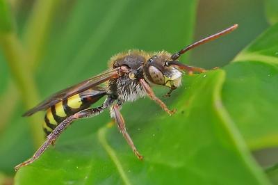 <i>Nomada</i>