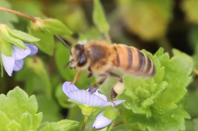 Abeille domestique