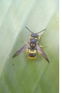 <i>Ancistrocerus</i>