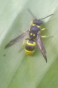 <i>Ancistrocerus</i>