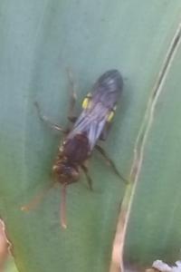 <i>Nomada</i>