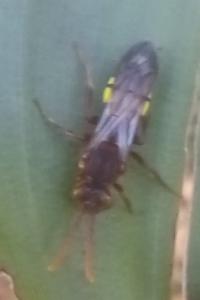 <i>Nomada</i>