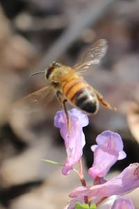 Abeille domestique