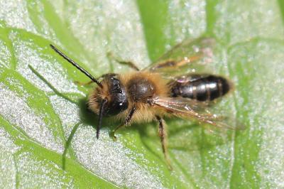 <i>Andrena</i>