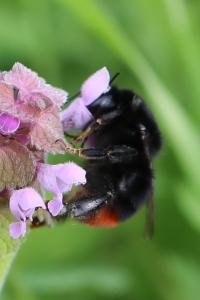 Bombus lapidarius