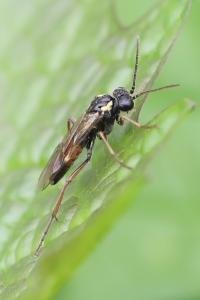 <i>Aglaostigma aucupariae</i>
