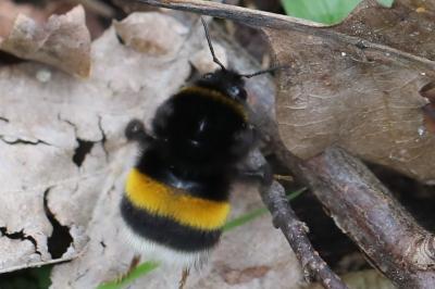 <i>Bombus terrestris/lucorum</i>