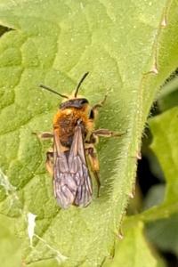 <i>Andrena</i>