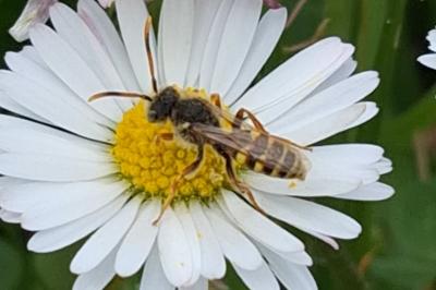 <i>Nomada bisfasciata/fucata</i>