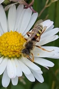 <i>Nomada bisfasciata/fucata</i>