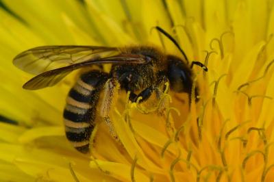 Halicte de la Scabieuse