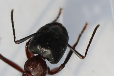 Camponotus ligniperda