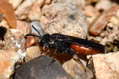 <i>Sphecodes albilabris</i>