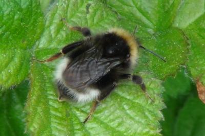 <i>Bombus</i>