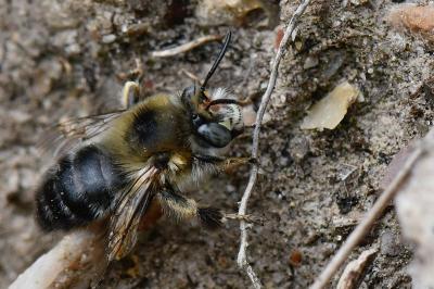 Anthophore obtuse