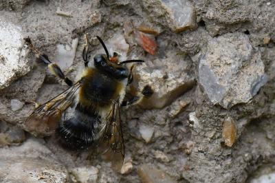 Anthophore obtuse