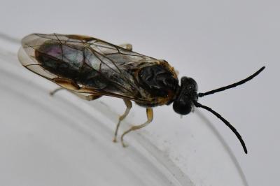 <i>Mesoneura opaca</i>