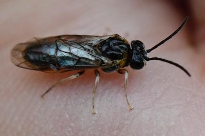 <i>Mesoneura opaca</i>