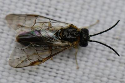 <i>Mesoneura opaca</i>
