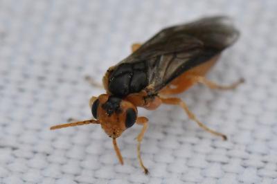 <i>Hoplocampa testudinea</i>