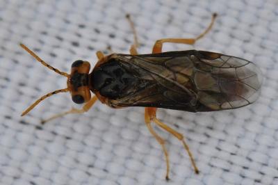 <i>Hoplocampa testudinea</i>