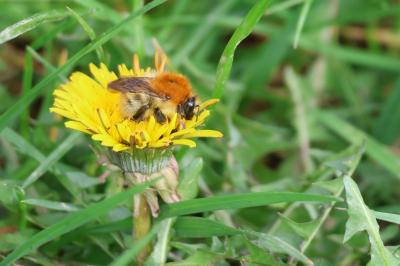 Bourdon des champs
