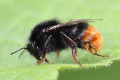 Bombus lapidarius