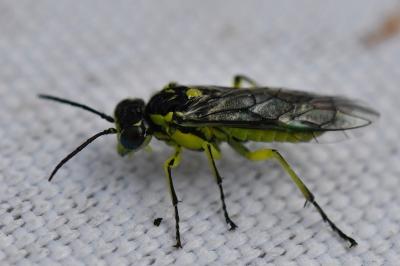 <i>Cytisogaster picta</i>