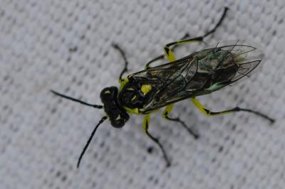 <i>Cytisogaster picta</i>